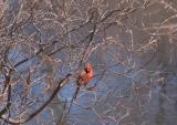 Cardinal in the bush