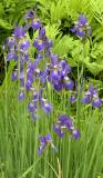 Marshy Iris