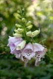 Pink Foxglove