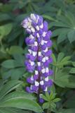 Two toned Lupine