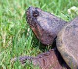 A snapping turtle