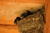 Toolshed Babies waiting to be fed