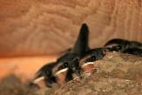 Newborn barn swallows