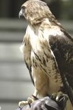 Red Tailed Hawk