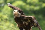 Adolescent Bald Eagle