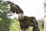 Immature Bald Eagle