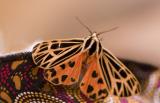 Ornate Tiger Moth