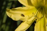 Yellow Daylily & Bug