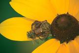 Spider eating honeybee