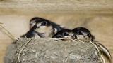 Barn Swallows Sept 04, 2005