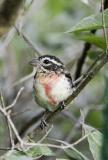 Rose breasted Grosbeak