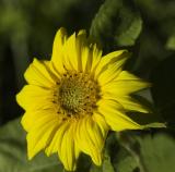 Soft Yellow Sunflower