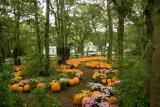 Pumpkins in the Rain