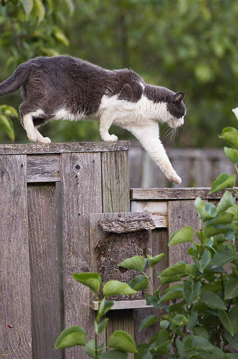 DSC_4319_704_neighbor cat.jpg