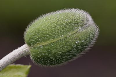 _DSC4153_poppy pod_800xD2x.jpg