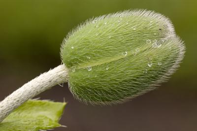 DSC_2779_poppy pod_800xD70.jpg