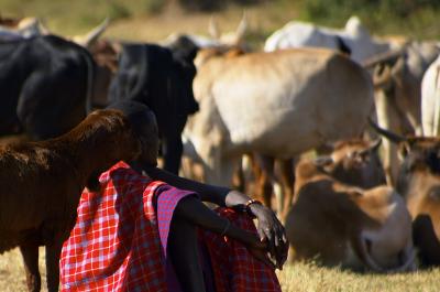 The Maasai And His Wealth