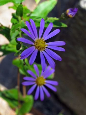 Pretty purples
