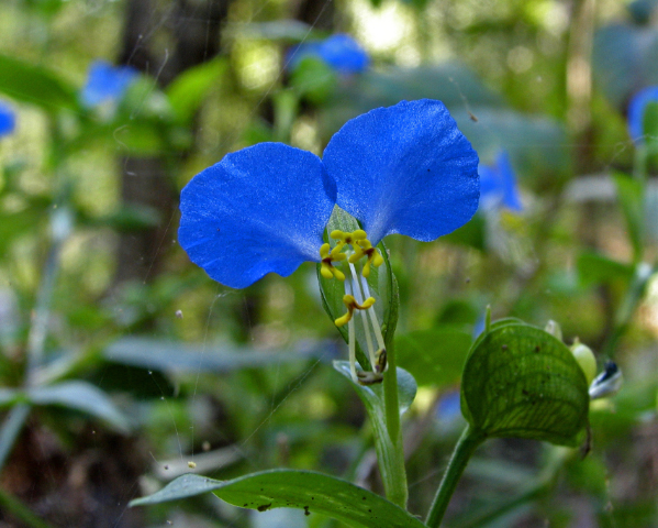 Slender Day-Flower