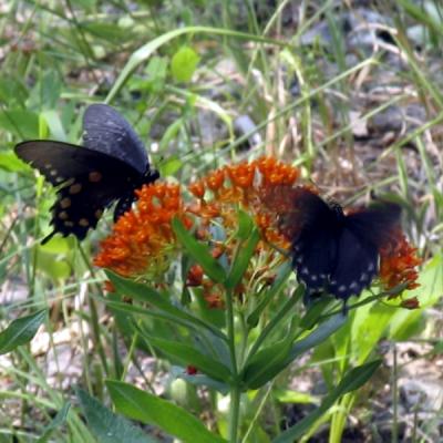 Butterflies on Butterfly Weed