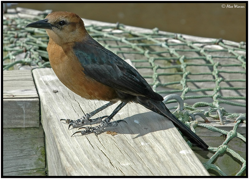 Bronzed Cowbird