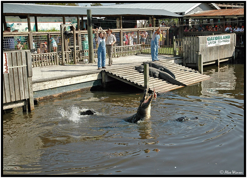 Gator Jumparoo