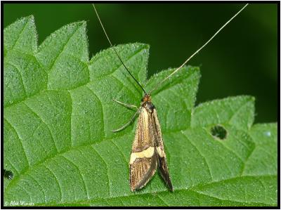 Adela croesella Moth