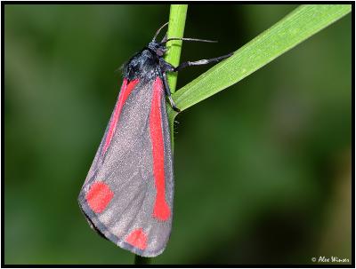 Cinnabar Moth