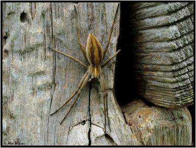 Nursery Web Spider (Pisaura mirabilis)