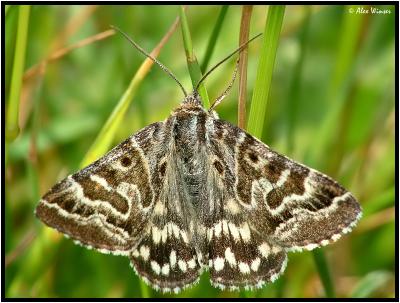 Mother Shipton Moth