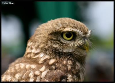 Little Owl