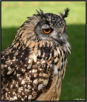 Long Earred Owl