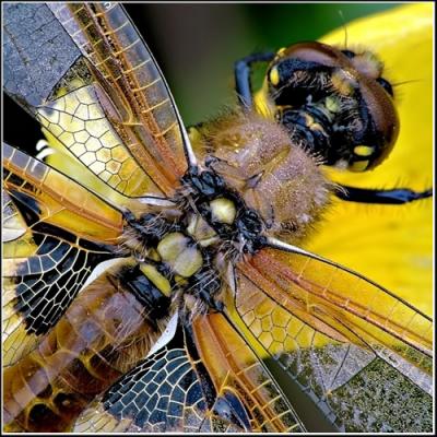 Four Spotted Chaser - Male Teneral