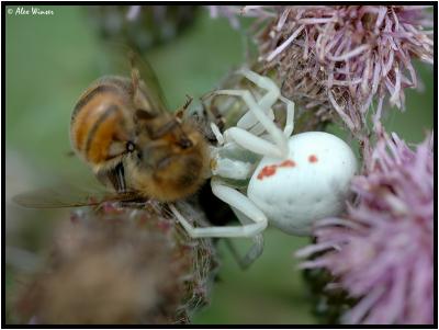 Crab Spider