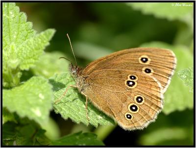 The Ringlet (Aphantopus hyperantus)