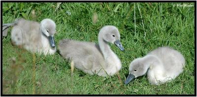 Cygnets