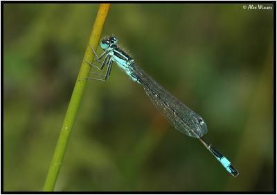 Blue Tailed - Male
