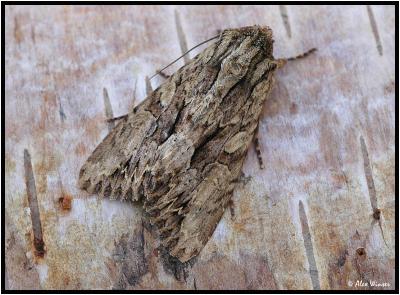 Dark Arches Moth