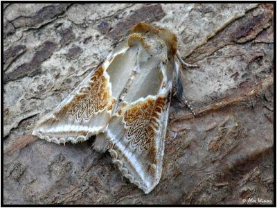 Buff Arches Moth