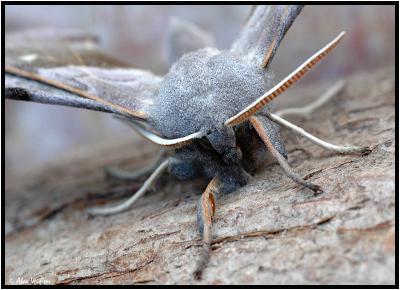 Poplar Hawk Moth