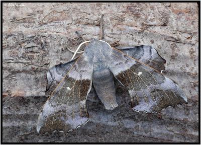 Poplar Hawk Moth