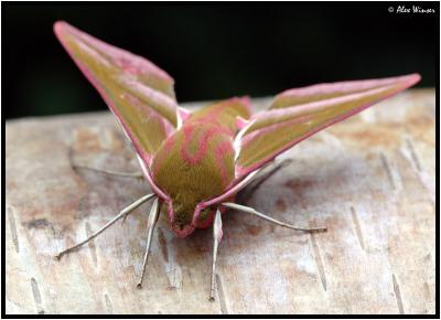 Elephant Hawk Moth