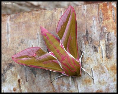 Elephant Hawk Moth