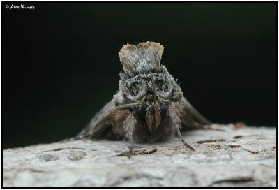 Spectacle Moth