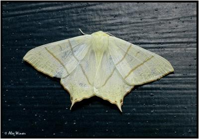 Swallow-tailed Moth