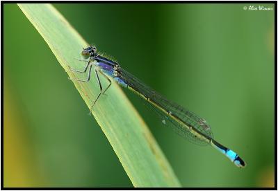 Blue Tailed - Male (form violacea)