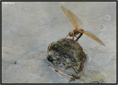 Brown Hawker - Female