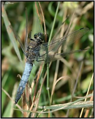 Black Tailed Skimmer - Male