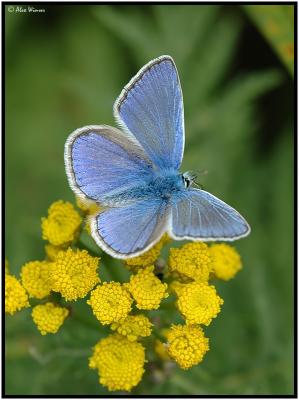 Common Blue (Polyommatus icarus)