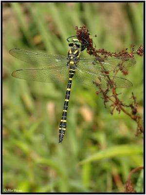 Golden-ringed - Male